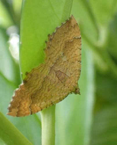 Réf. 289 899 : Camptogramma bilineata